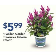 1-Gallon Garden Treasures Celosia  - $5.99