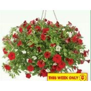 10" Canada Day Hanging Baskets - $9.88