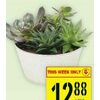 6'' Succulents  - $12.88