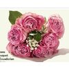 Garden Roses 6 Stem Bouquet Premium Ecuadorian - $16.99 ($3.00 off)