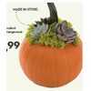 Harvest Succulent Pumpkin Arrangement  - From $14.99