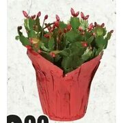 Zygo Cactus - $9.99