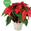 Potted 6" Poinsettia - $12.99